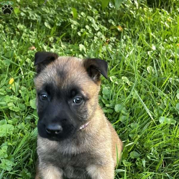 Cha Cha, Belgian Malinois Puppy